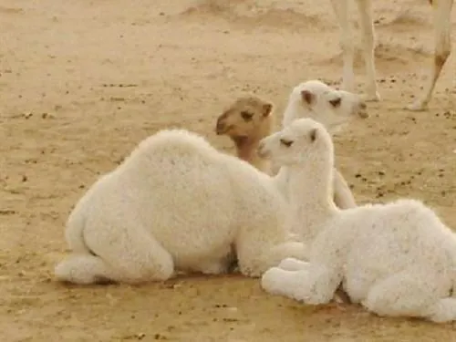 Hotel Bivouac Merzouga Experience Marakéš
